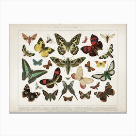 Vintage Brockhaus 1 Schmetterlinge 1 Canvas Print