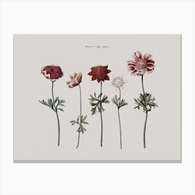 Floral Garden Wall Art Print Canvas Print