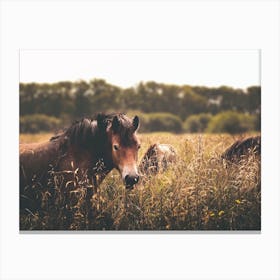 Brown Horse In Meadow Canvas Print