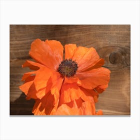 Orange poppy blossom and wood Canvas Print