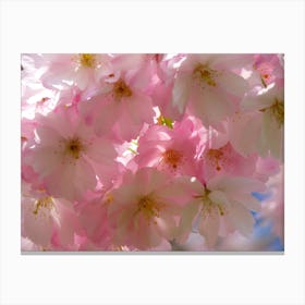 Cherry Blossoms Canvas Print