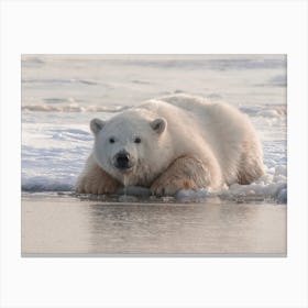 Polar Bear Hunting Canvas Print