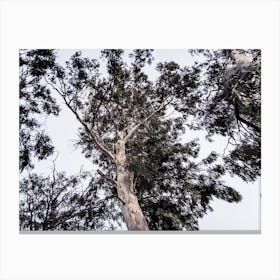 Dark Eucalyptus Tree Canvas Print