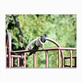 Magpie Canvas Print