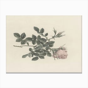 Rose Canvas Print