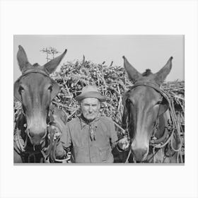 Untitled Photo, Possibly Related To Sugarcane Farmer Near Delcambre, Louisiana By Russell Lee Canvas Print
