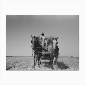 Untitled Photo, Possibly Related To Latest Method Of Transporting Rice From The Field To Thresher, Near Crowley Canvas Print