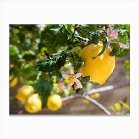 Lemon Tree with pink blossoms and yellow lemons Canvas Print