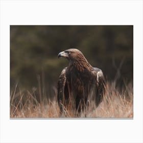 Rustic Golden Eagle Canvas Print