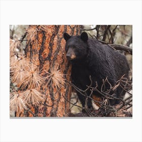 Arizona Black Bear Canvas Print