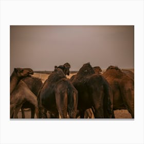 Camel humps - Al Wathba Abu Dhabi UAE photo print - moody animal photography Art Print Canvas Print