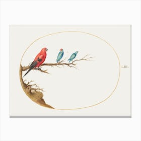 Three Brightly Colored Birds (1575–1580), Joris Hoefnagel Canvas Print