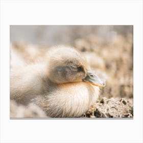Sleeping Baby Duck Canvas Print