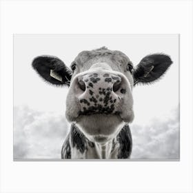 Funny Cow Face Canvas Print