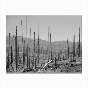 Cut Over Burned Over Forest Land, Clatsop County, Oregon By Russell Lee 1 Canvas Print