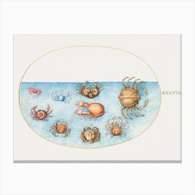 Nine Crabs, Joris Hoefnagel Canvas Print
