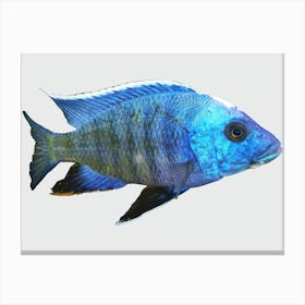 Blue Fish Canvas Print