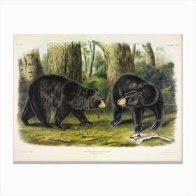 American Black Bear, John James Audubon Canvas Print