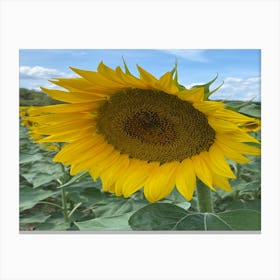 Sunflower 2 Canvas Print