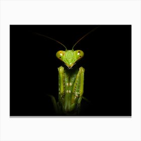 Praying Mantis Canvas Print