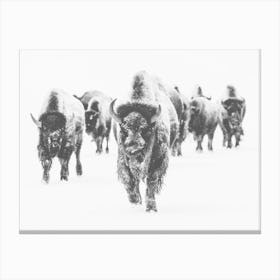 Bison Winter Scene Canvas Print