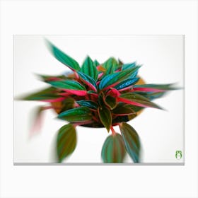 Peperomia Caperata Rosso 20180329 136 Rt1ppub Canvas Print