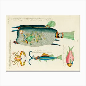 Colourful And Surreal Illustrations Of Fishes And Crab Found In Moluccas (Indonesia) And The East Indies, Louis Renard (1678 1746)(87) Canvas Print