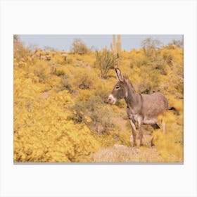 Spring Desert Burro Donkey Canvas Print