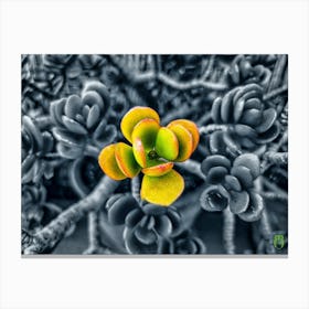 Cactus Flower 202309100957129rt1pub Canvas Print