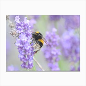 Bee On Lavender 8 Leinwandbild