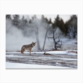 Coyote Near Hot Spring Canvas Print