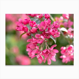 Crabapple Blossom Canvas Print