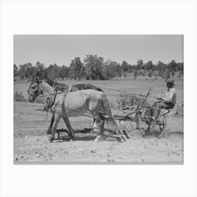Faro Caudill Planting Beans, Pie Town, New Mexico By Russell Lee Canvas Print