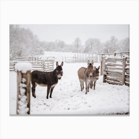 Donkeys In Snow Canvas Print