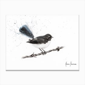 Centenary Willy Wagtail Canvas Print
