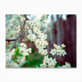 Blossoming Cherry Tree Canvas Print