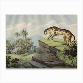 Vintage Kolb 2 Tafel 14 Gepard Canvas Print