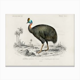 Helmeted Cassowary, Charles Dessalines D'Orbigny Canvas Print