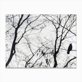 Bird In A Tree In Black and White Canvas Print