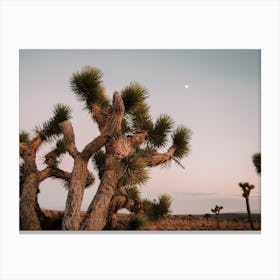 Joshua Tree In Desert Canvas Print