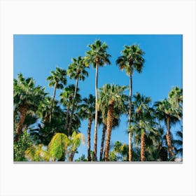 Palm Springs Palms 3 Canvas Print