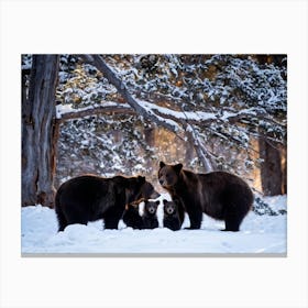 Bear Family Huddling Against An Ancient Snow Dusted Pine Tree Soft Flakes Falling In The Backgroun (1) Canvas Print