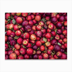 Pile Of Apples Canvas Print