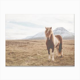 Iceland Horse Canvas Print