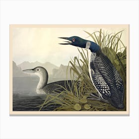 Blue Crane, John James Audubon Canvas Print