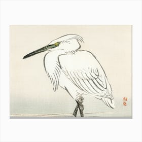 Egret Canvas Print