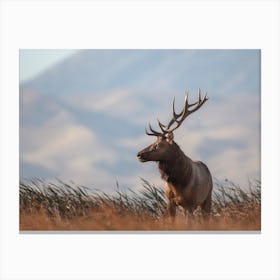 California Elk Landscape Canvas Print