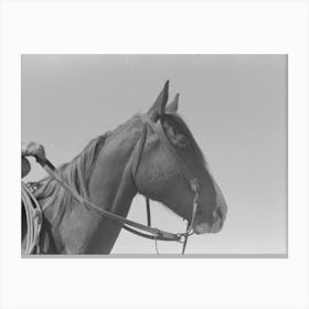 Horse S Head, Notice Cowboy Gloves, Cattle Ranch Near Spur, Texas By Russell Lee Canvas Print