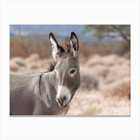 Wild Desert Burro Canvas Print