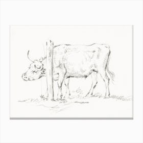Standing Cow, With Its Head Between Poles, Jean Bernard Canvas Print
